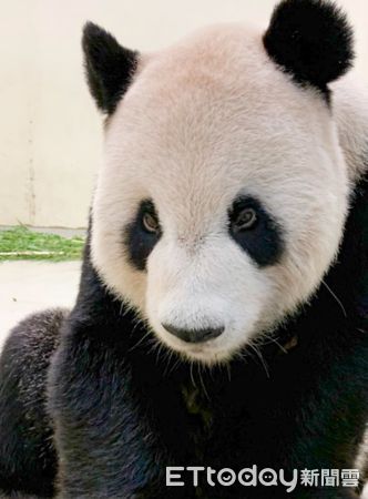 ▲大貓熊「團團」。（圖／臺北市立動物園提供）