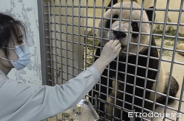 ▲大貓熊「團團」。（圖／臺北市立動物園提供）