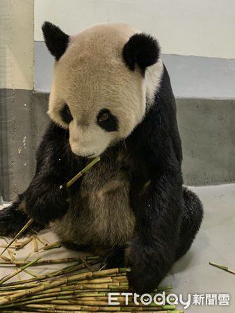 大陸專家來台探視貓熊團團。（圖／台北市立動物園提供）