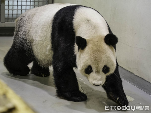  大陸專家來台探視貓熊團團。（圖／台北市立動物園提供）