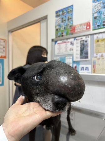 腫瘤犬浩克。（圖／台灣愛狗人協會、青山國小沙漠孩樂學習）