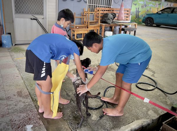 腫瘤犬浩克。（圖／台灣愛狗人協會、青山國小沙漠孩樂學習）