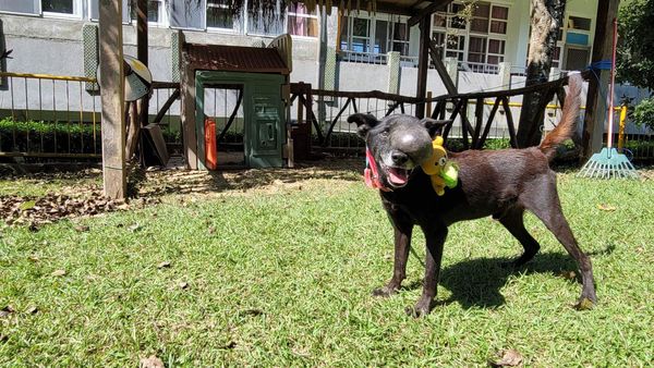 腫瘤犬浩克。（圖／台灣愛狗人協會、青山國小沙漠孩樂學習）