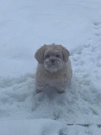 ▲零下10度出門尿尿...「低底盤狗」突消失　雪堆冒可憐毛頭笑壞爸。（圖／有點毛毛的／飼主鍾曜宇提供）