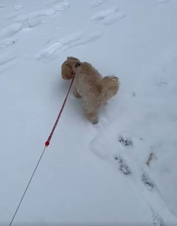 ▲零下10度出門尿尿...「低底盤狗」突消失　雪堆冒可憐毛頭笑壞爸。（圖／有點毛毛的／飼主鍾曜宇提供）