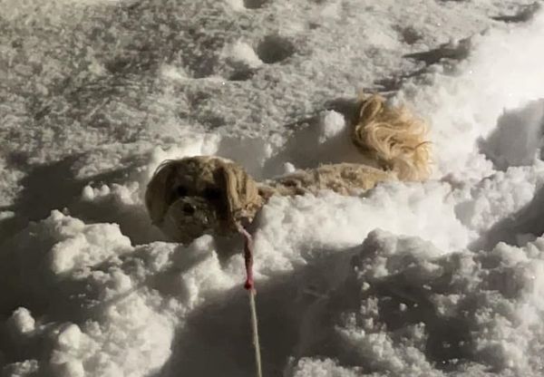 ▲零下10度出門尿尿...「低底盤狗」突消失　雪堆冒可憐毛頭笑壞爸。（圖／有點毛毛的／飼主鍾曜宇提供）