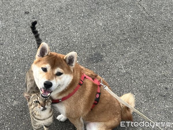 ▲柴犬「將軍」。（圖／飼主陳宜濤授權提供）