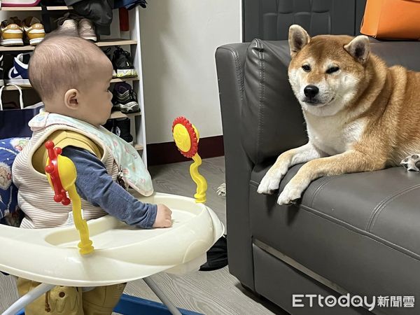 ▲柴犬「將軍」。（圖／飼主陳宜濤授權提供）