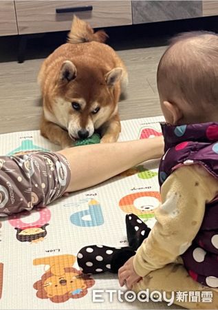 ▲柴犬「將軍」。（圖／飼主陳宜濤授權提供）