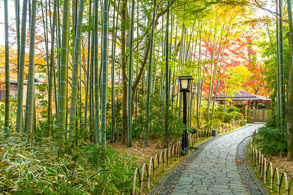 ▲▼伊豆修善寺。（圖／夏金剛的奇幻之旅）