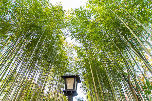 ▲▼伊豆修善寺。（圖／夏金剛的奇幻之旅）