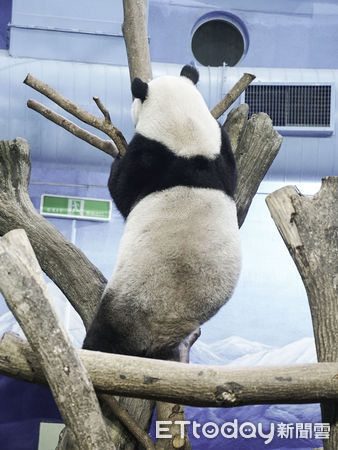 ▲▼黑白三熊怎麼分？耳朵背心現端倪！。（圖／台北市立動物園提供）