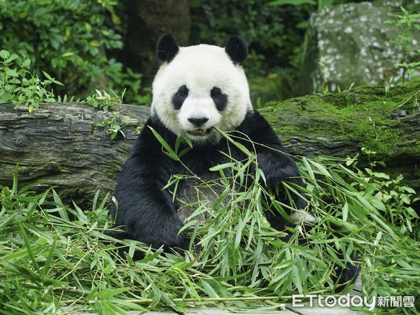 ▲▼黑白三熊怎麼分？耳朵背心現端倪！。（圖／台北市立動物園提供）