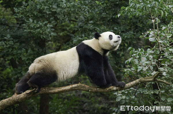 ▲▼黑白三熊怎麼分？耳朵背心現端倪！。（圖／台北市立動物園提供）