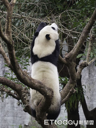 ▲▼黑白三熊怎麼分？耳朵背心現端倪！。（圖／台北市立動物園提供）