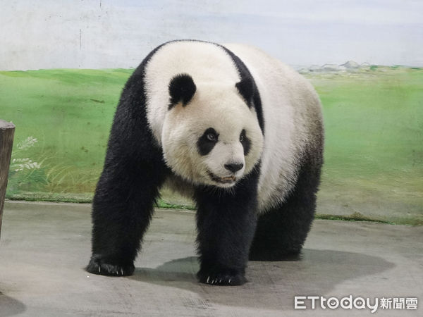 ▲▼黑白三熊怎麼分？耳朵背心現端倪！。（圖／台北市立動物園提供）