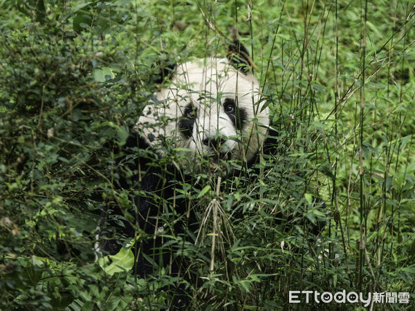 ▲▼黑白三熊怎麼分？耳朵背心現端倪！。（圖／台北市立動物園提供）