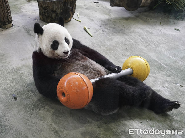 ▲▼黑白三熊怎麼分？耳朵背心現端倪！。（圖／台北市立動物園提供）