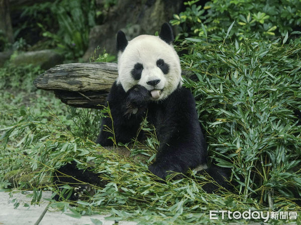 ▲▼黑白三熊怎麼分？耳朵背心現端倪！。（圖／台北市立動物園提供）