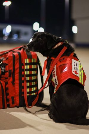 ▲▼墨西哥搜救犬曾救出無數生命　16隻「守護英雄」遠赴土耳其救災。（圖／翻攝自推特＠m_ebrard）