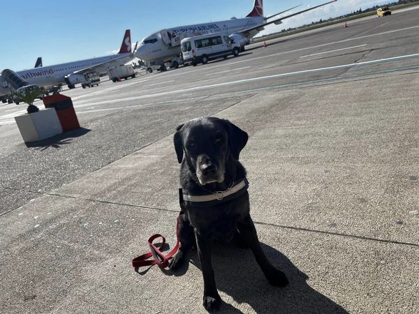 ▲▼台灣搜救犬美樂蒂、腿腿挺進重災區！　「精神良好」基地營報到。（圖／翻攝自臺中GoGo - 狗狗 -臺中搜救犬粉專）