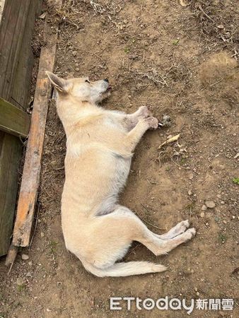 ▲▼苗栗捕獸鋏山豬吊神出鬼沒，動物非死即傷。（圖／台灣之心愛護動物協會提供，下同）