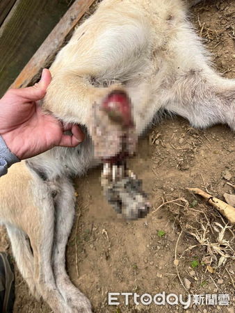 ▲▼苗栗捕獸鋏山豬吊神出鬼沒，動物非死即傷。（圖／台灣之心愛護動物協會提供，下同）