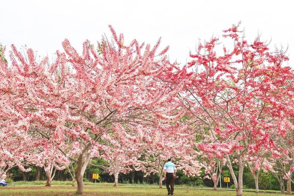 ▲▼暨南大學花旗木林。（圖／黑皮的旅遊筆記提供）