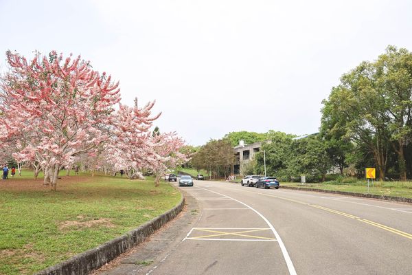 ▲▼暨南大學花旗木林。（圖／黑皮的旅遊筆記提供）