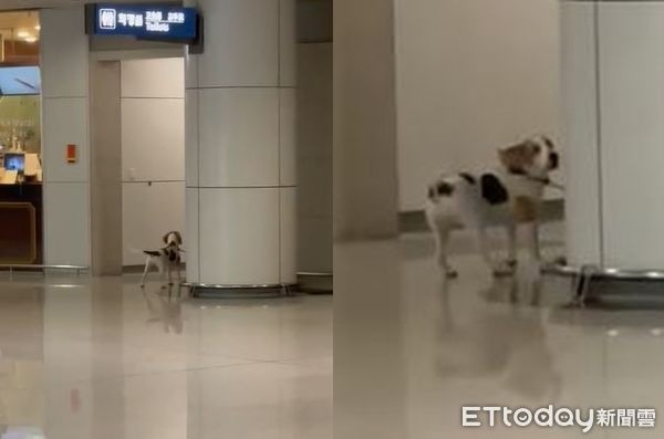 ▲「檢疫犬哭泣聲」傳遍整個機場　他撞見眼前一幕笑噴：爸爸快點啦。（圖／網友HL授權提供）