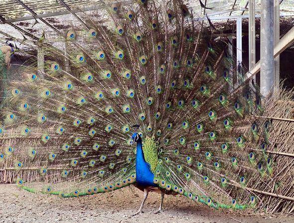 ▲▼南投鹿谷親子景點「鳳凰谷鳥園生態園區」。（圖／部落客大口老師提供）