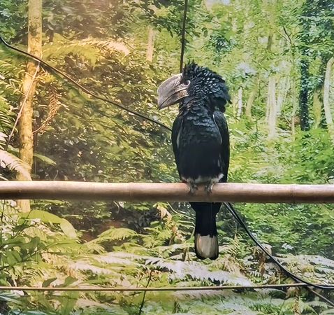 ▲▼南投鹿谷親子景點「鳳凰谷鳥園生態園區」。（圖／部落客大口老師提供）