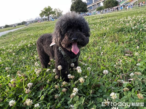 ▲狗狗,狗散步,寵物,毛孩,寵物友善公園,狗牽繩,貴賓狗,遛狗。（圖／記者林韋辰攝）