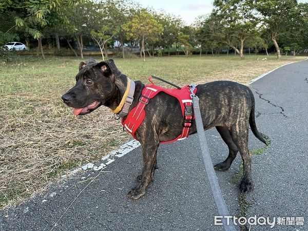 ▲▼愛犬「小妞兒」有地震雷達，假借要尿尿帶馬麻躲避危險。（圖／網友陳小姐提供，請勿隨意翻拍，以免侵權。）