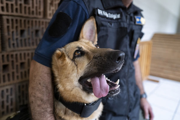 ▲烏克蘭德國牧羊軍犬「蘭博（Rambo）」。（圖／達志影像／美聯社）