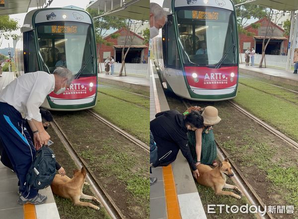 ▲列車進站了！米克斯趴輕軌鐵道「悠哉曬太陽」　旅客反應暖哭千人。（圖／目擊民眾李先生提供）