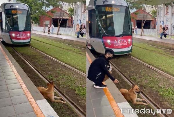 ▲列車進站了！米克斯趴輕軌鐵道「悠哉曬太陽」　旅客反應暖哭千人。（圖／目擊民眾李先生提供）