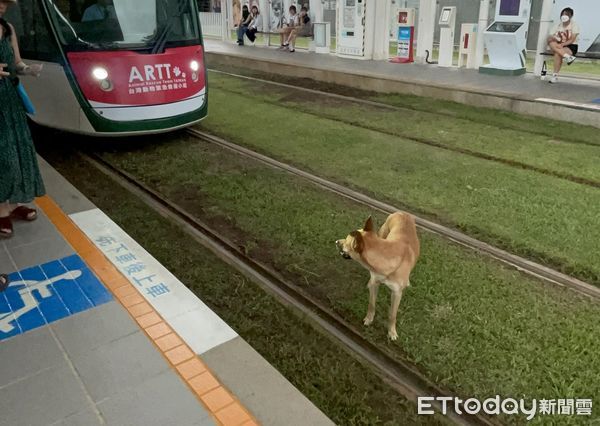 ▲列車進站了！米克斯趴輕軌鐵道「悠哉曬太陽」　旅客反應暖哭千人。（圖／目擊民眾李先生提供）