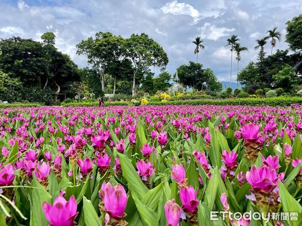 ▲▼苗栗 花露農場、花淇淋。（圖／記者周姈姈攝）