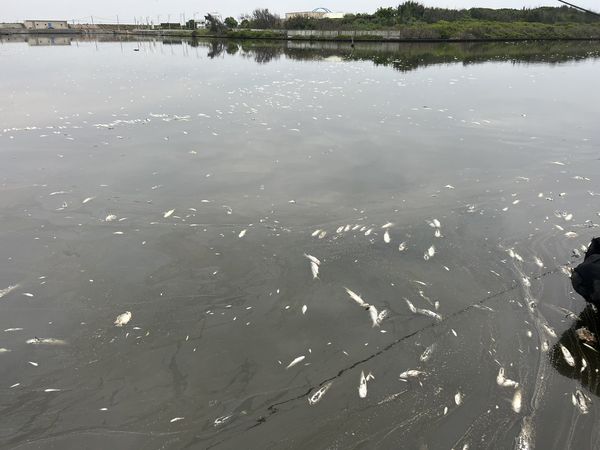 ▲芳苑王功水門驚現死魚。（圖／民眾提供 鄉長林保玲提供）