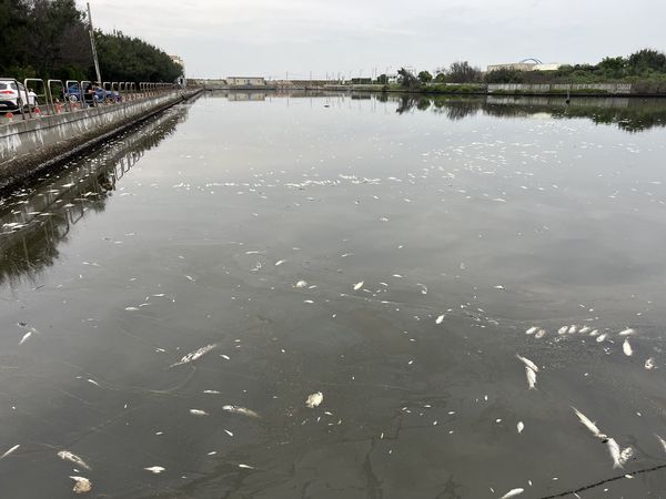 ▲芳苑王功水門驚現死魚。（圖／民眾提供 鄉長林保玲提供）