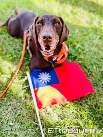 ▲超強搜救犬Amei為國爭光！遠征奧地利參賽　台灣隊揮國旗出場感動（圖／領犬員周欣維提供，請勿隨意翻拍，以免侵權。）