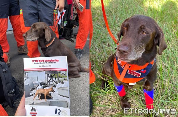 ▲超強搜救犬Amei為國爭光！遠征奧地利參賽　台灣隊揮國旗出場感動（圖／領犬員周欣維提供，請勿隨意翻拍，以免侵權。）