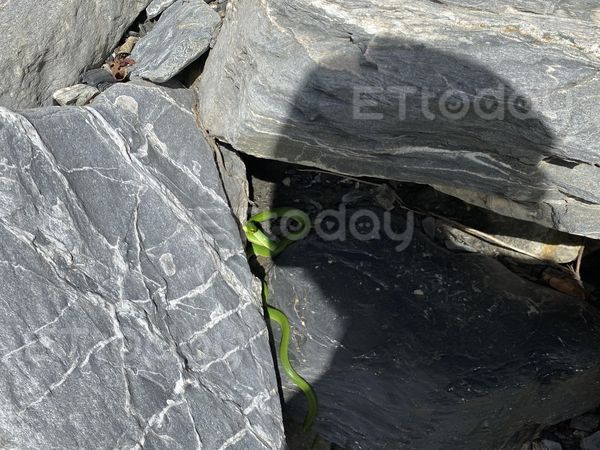 ▲登山巧遇罕見「夢幻之蛇」曬日光浴！　巡山員驚喜：運氣好到爆炸（圖／粉專「深山特遣隊我在山林的日子」提供，請勿隨意翻拍，以免侵權。）