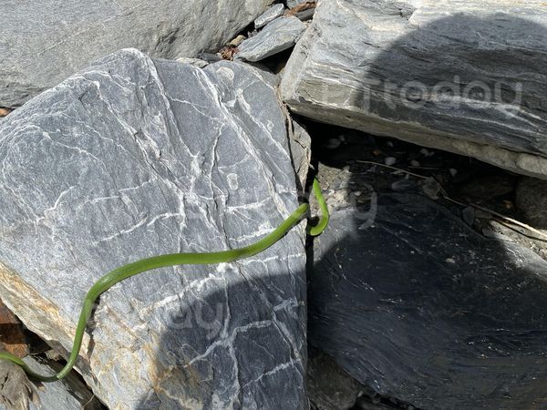 ▲登山巧遇罕見「夢幻之蛇」曬日光浴！　巡山員驚喜：運氣好到爆炸（圖／粉專「深山特遣隊我在山林的日子」提供，請勿隨意翻拍，以免侵權。）