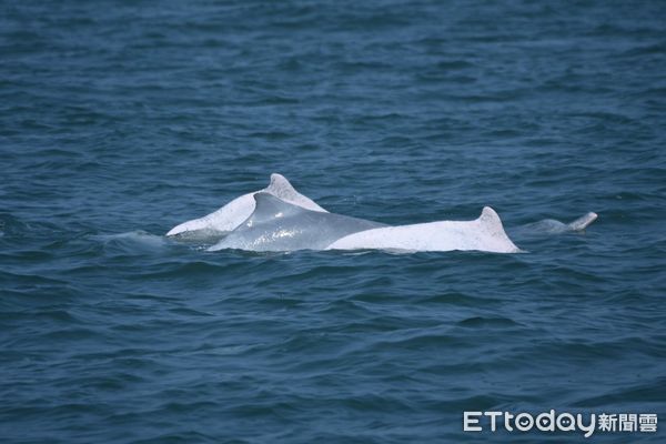 ▲海洋委員會舉辦「112年推動白海豚在地連結年度表揚活動」，表揚漁民參與白海豚海上目擊回報，受獎漁民也於活動中分享目擊經驗。（圖／記者蔡佩旻翻攝）