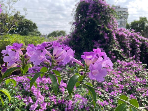 ▲新北3處「蒜香藤」廊道 紫色花瀑免費限時搶拍。（圖／新北市景觀處提供）