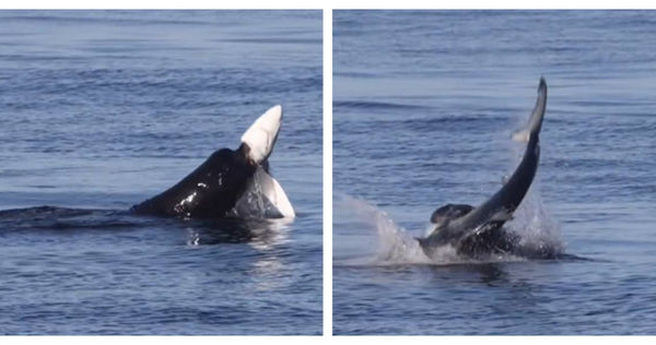 國外一名野生動物攝影師拍攝到海獅獵食的畫面。（圖／翻攝自Lori Hespe IG）