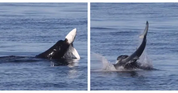 國外一名野生動物攝影師拍攝到海獅獵食的畫面。（圖／翻攝自Lori Hespe IG）