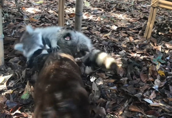 水獺浣熊好朋友。（圖／翻攝自Woodside Wildlife Rescue）